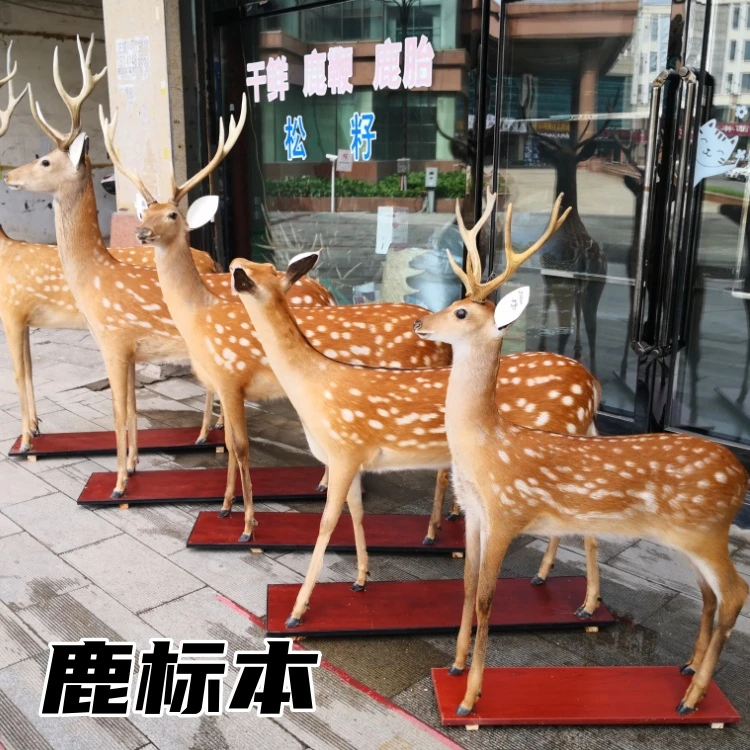 梅花鹿鹿标本店铺商业街门市室内装饰摆件大号实物标本鹿