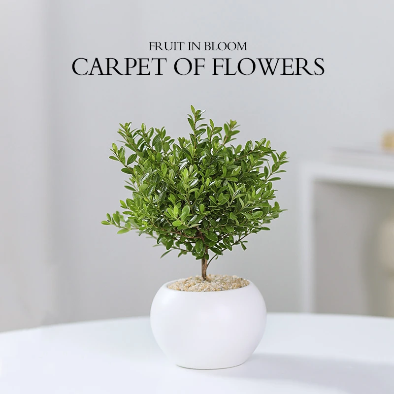 小叶赤楠盆景摆件 客厅室内绿植盆栽 办公室桌面老桩 好养小植物