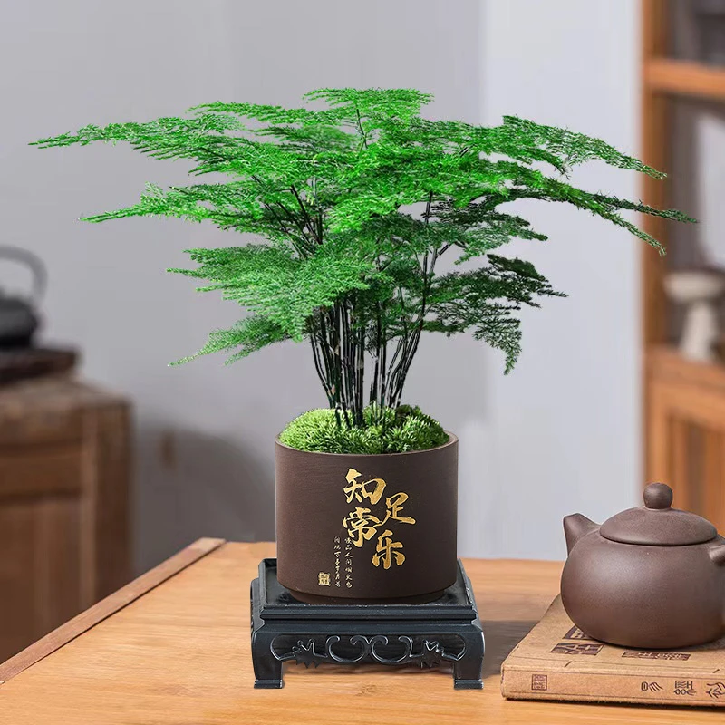 知足常乐盆观景文竹观叶盆栽绿植客厅茶几摆件