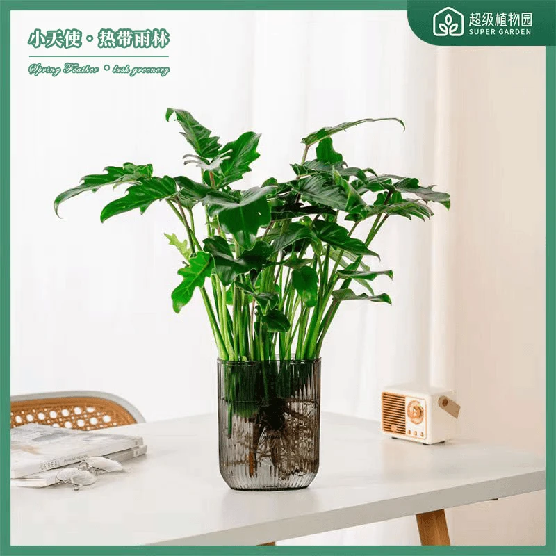 水培小天使 懒人植物春羽水培盆栽治愈系绿植好养寓意顺风顺水