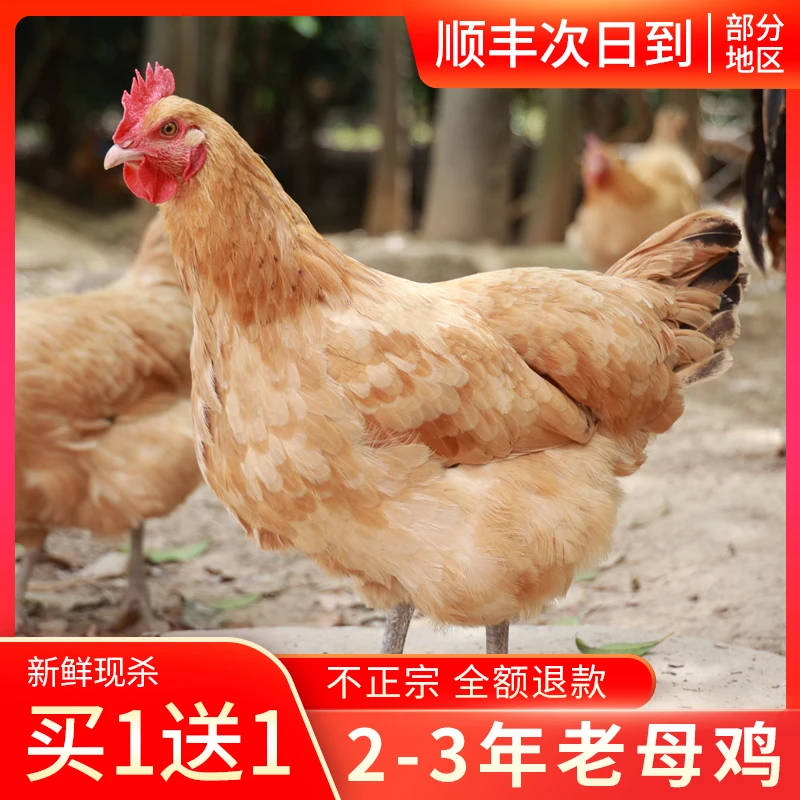 3年正宗农家散养老母鸡新鲜现杀土鸡走地鸡整只柴鸡笨鸡草鸡2.4斤