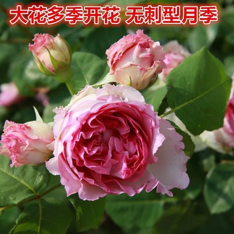 藤本罗衣无刺月季大花浓香型欧月多季节开花阳台盆栽庭院攀援植物