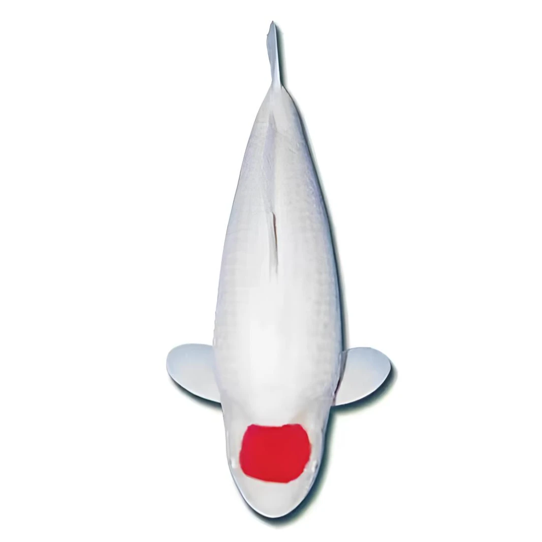 丹顶红白观赏大正昭和活体鱼优质鱼苗锦鲤锦鲤鲤鱼锦鲤观赏鱼