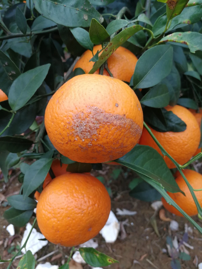 【广西武鸣沃柑大花果太阳果】现摘现发9斤装虽然我很丑但我很甜！！！