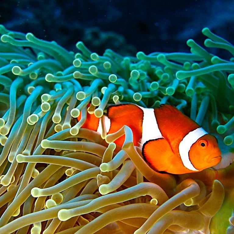 人工小丑鱼公子小丑鱼热带海水鱼（多样性发货）