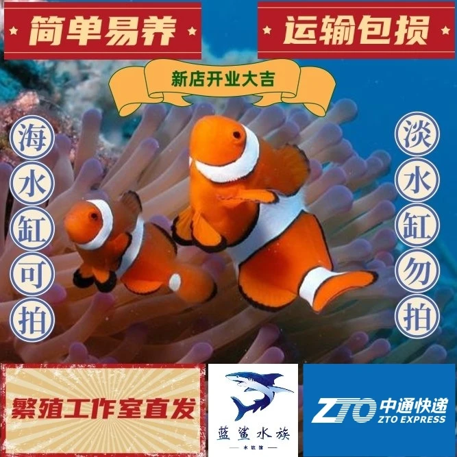 人工公子小丑鱼海水鱼包邮包损发货