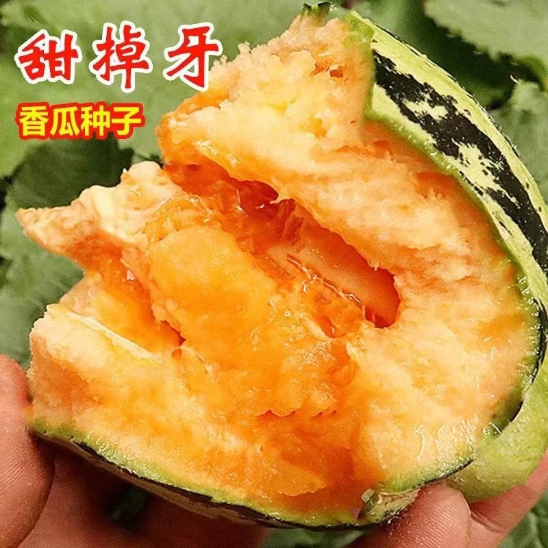 甜掉牙甜瓜种子薄皮冰糖子香瓜酥脆甜到边庭院阳台水果蔬菜种子