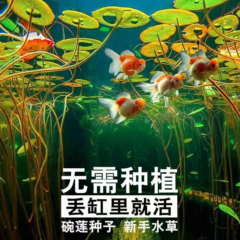 快速造景鱼缸莲子迷你碗莲莲花盆栽懒人新手造景四季水培绿植花卉