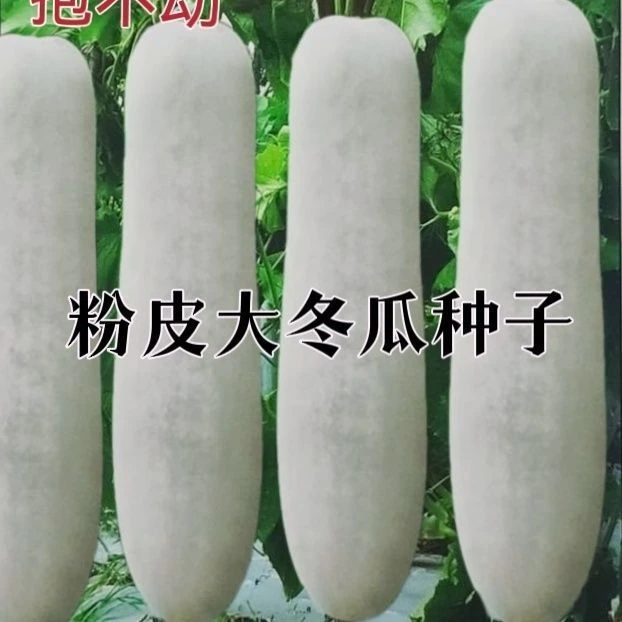 特大粉皮冬瓜种子 大冬瓜种籽 蔬菜种籽 四季好吃肉厚不空心 包邮