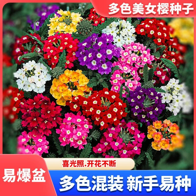 混色美女樱种子观花四季盆栽垂吊美女樱花籽花海花种籽四季易活