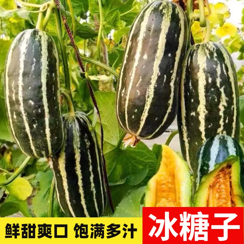 冰糖子甜瓜种子大全香瓜籽种籽四季春季绿宝特大羊角蜜瓜种孑薄皮