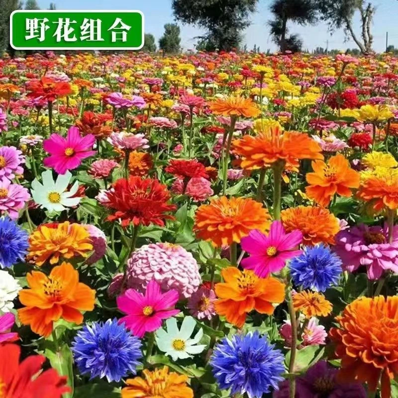 四季野花组合花种子波斯菊百日草种籽庭院造景耐寒易种植开花不断