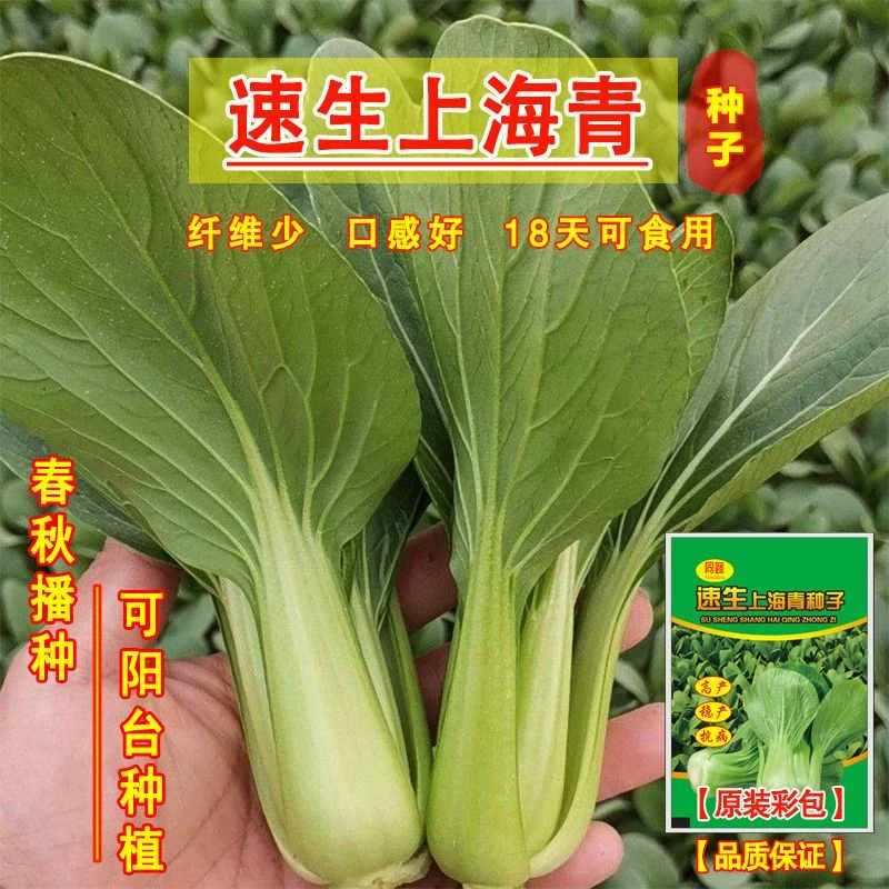 小白菜种子矮脚上海青种子小青菜籽蔬菜快菜种子阳台园艺四季播