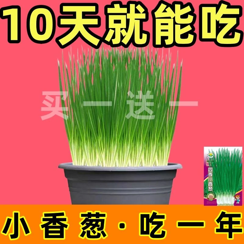 四季小香葱籽小香葱种子阳台室内盆栽葱种子批发家庭菜种耐寒青菜