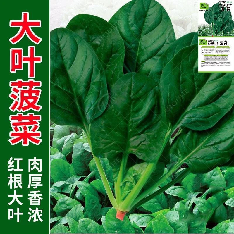 菠菜种子四季耐寒速生大叶菠菜籽高产木耳菠菜种籽四季蔬菜种子籽