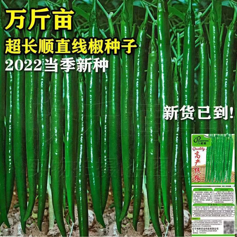 超长辣椒种子香辣王线椒种籽杭椒早熟高产四季播盆栽大田蔬菜种子