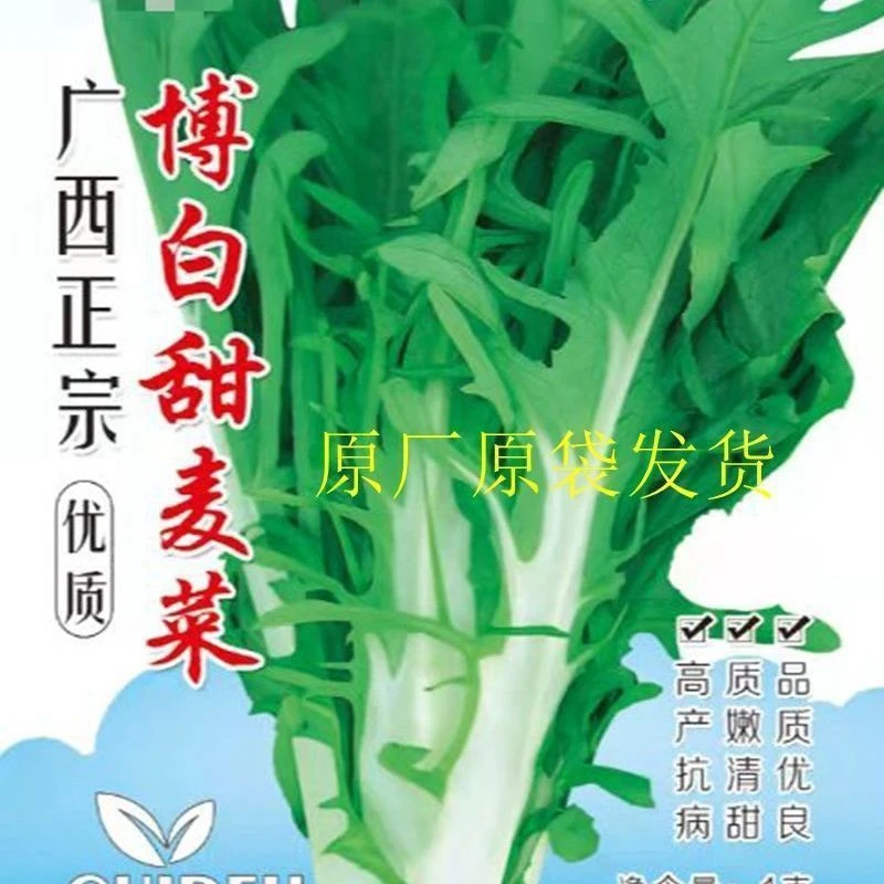 正宗广西博白甜脆苦麦菜甜唛菜种子高产抗病口感好采收期长包邮