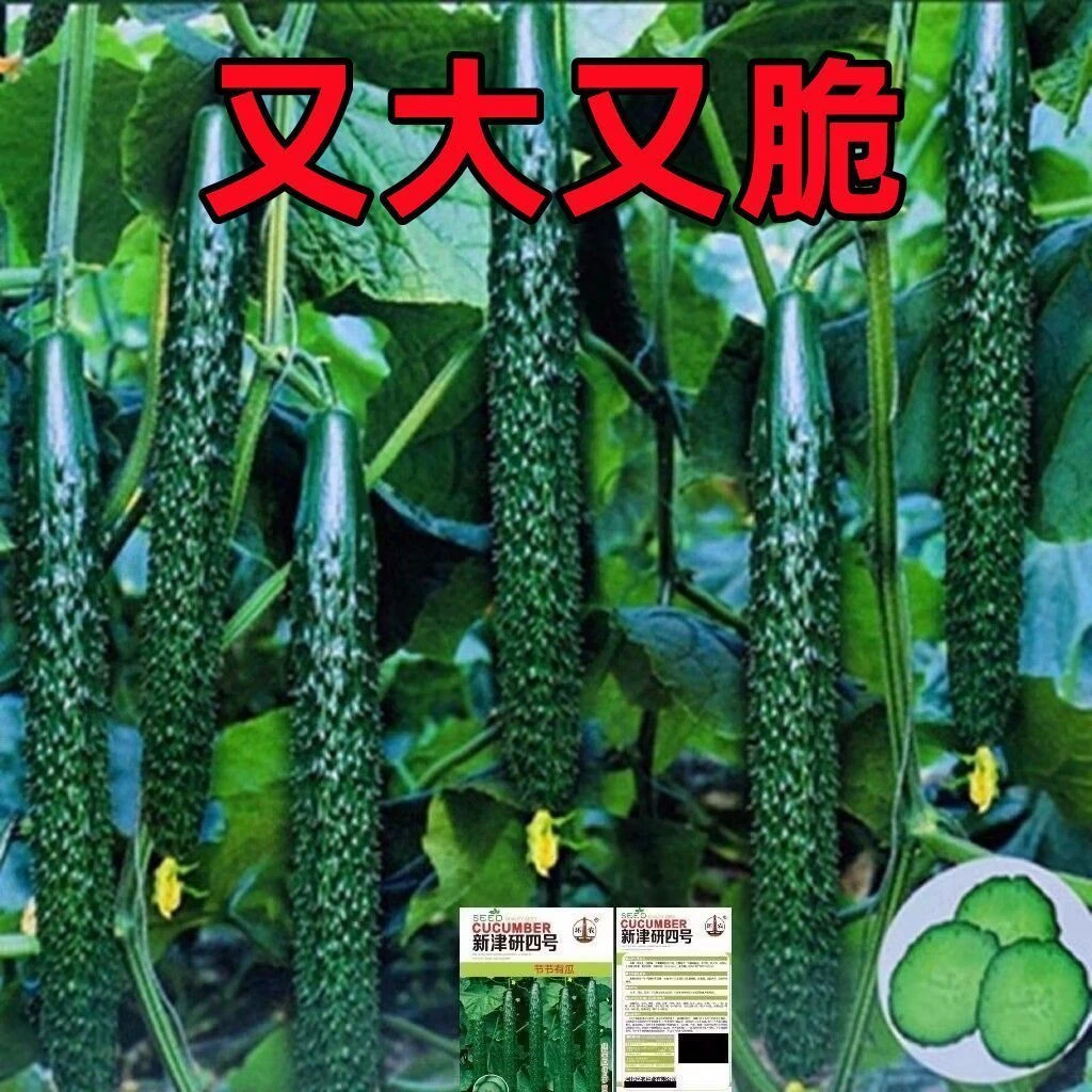 津研四号进口旱水黄瓜非转基因夏秋四季青皮绿心耐寒瓜类种子大全
