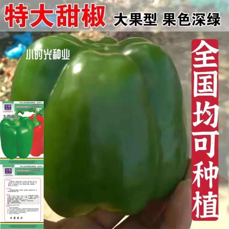特大甜椒种子大甜椒青椒灯笼椒菜椒辣椒种子阳台春秋冬季蔬菜种子