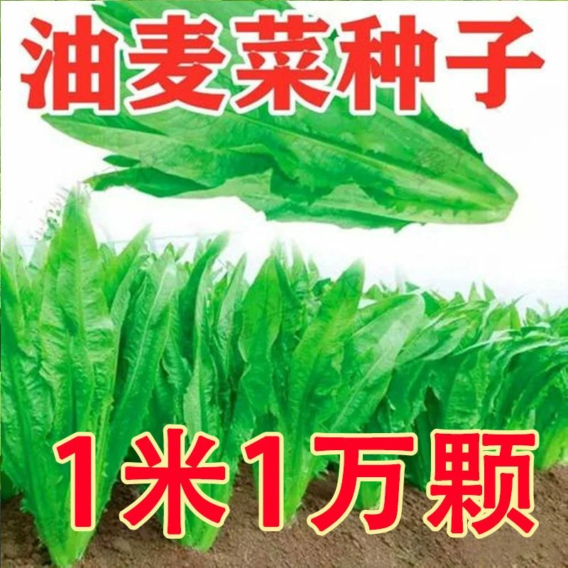 四季清香油麦菜种子子甜脆无斑四季播种盆栽庭院种植有机蔬菜种子