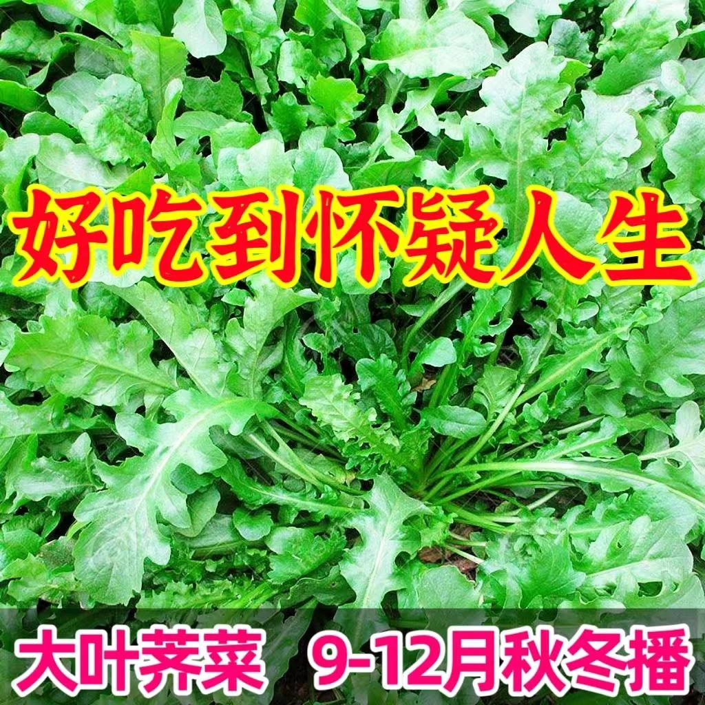 大叶荠菜种子野生荠荠菜籽大叶季莱野荠菜阳台盆栽耐寒农家荠菜籽