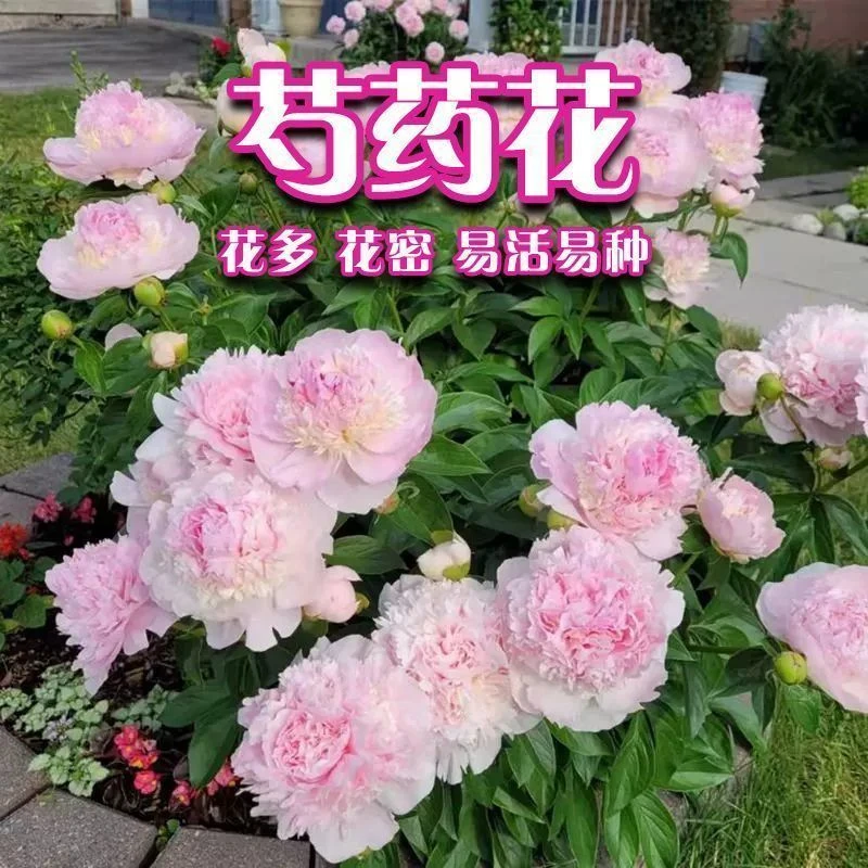 芍药花种子四季开花花卉种籽庭院盆栽阳台高产花籽园林造景观景花
