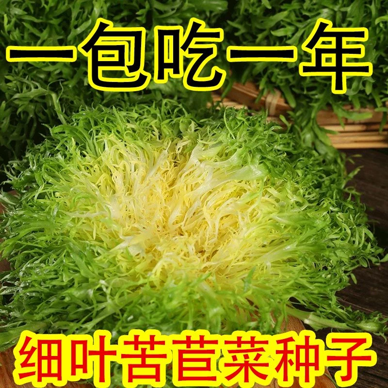 黄心苦菊种子花叶苦菊菜籽种细叶苦苣耐热四季季室内盆栽蔬菜种子