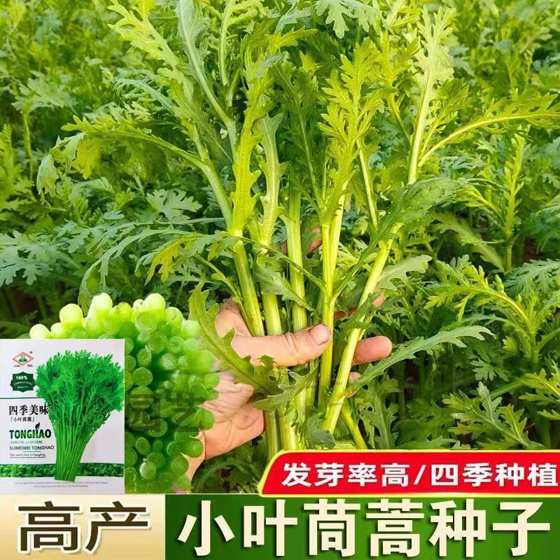 小叶茼蒿种子种籽菜种皇帝菜春秋冬季四季青菜蔬菜孑菜籽茼蒿菜种
