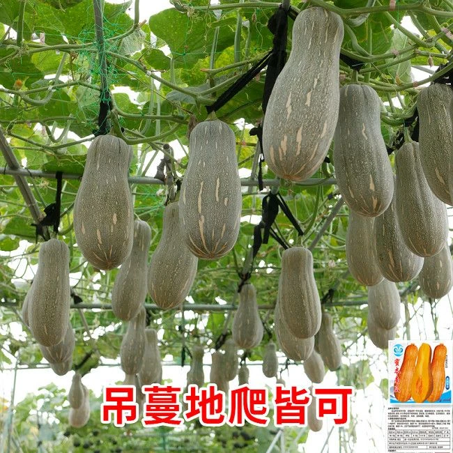 早栗蜜本南瓜种子密本南瓜苗南瓜种子新品种蔬菜种子南瓜种子大全