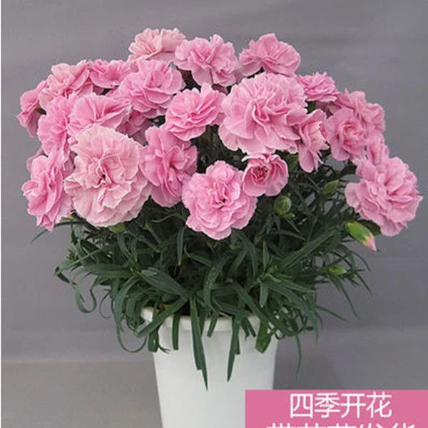 进口重瓣康乃馨大花种子四季开花易活室内阳台庭院盆栽观赏花种籽