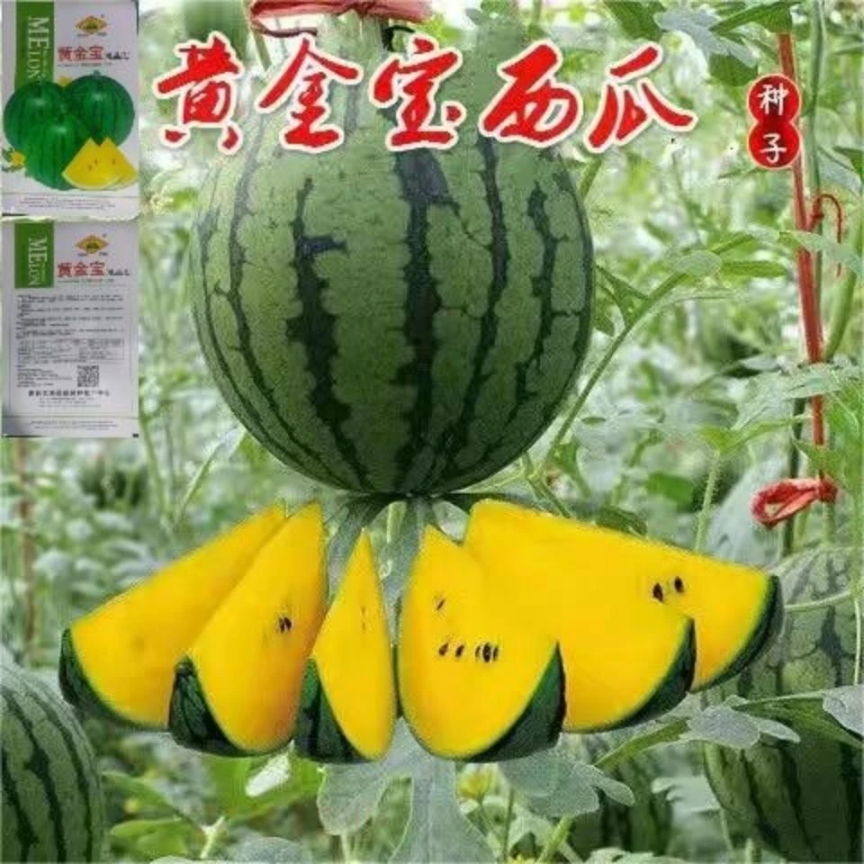 德蔬金凤宝绿皮黄瓤 黄心西瓜种子 金凤宝小西瓜种子蔬菜瓜果包邮