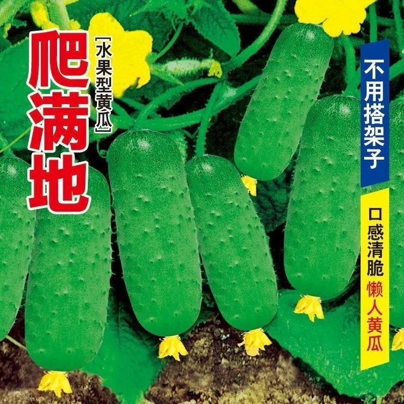 水果黄瓜种子高产压趴架四季盆栽春秋黄瓜种旱籽大棚阳台蔬菜种子