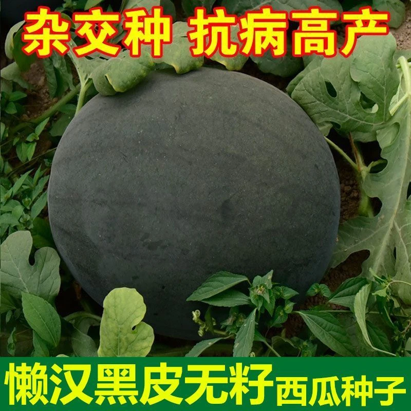 黑皮无籽西瓜种子薄皮特大超甜西瓜种子南方新品种无子黑皮西瓜种