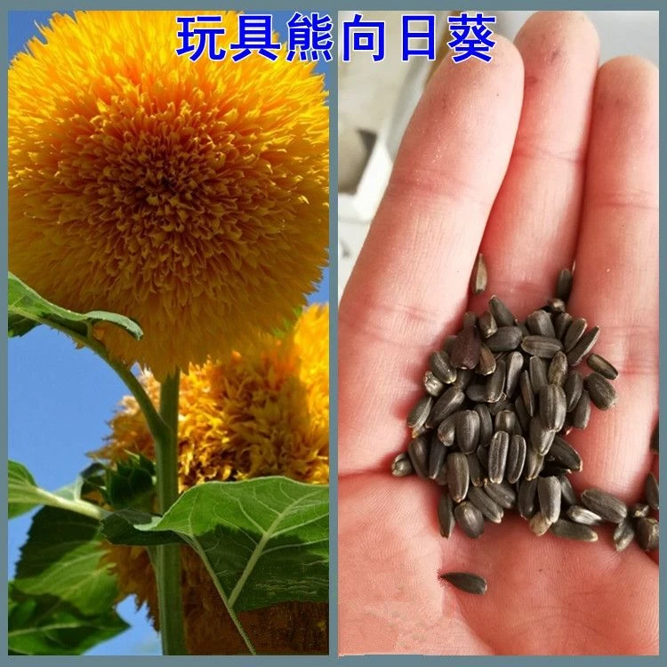 向日葵种子套餐四季易种花卉种矮向日葵室内阳台盆栽观赏植物种籽