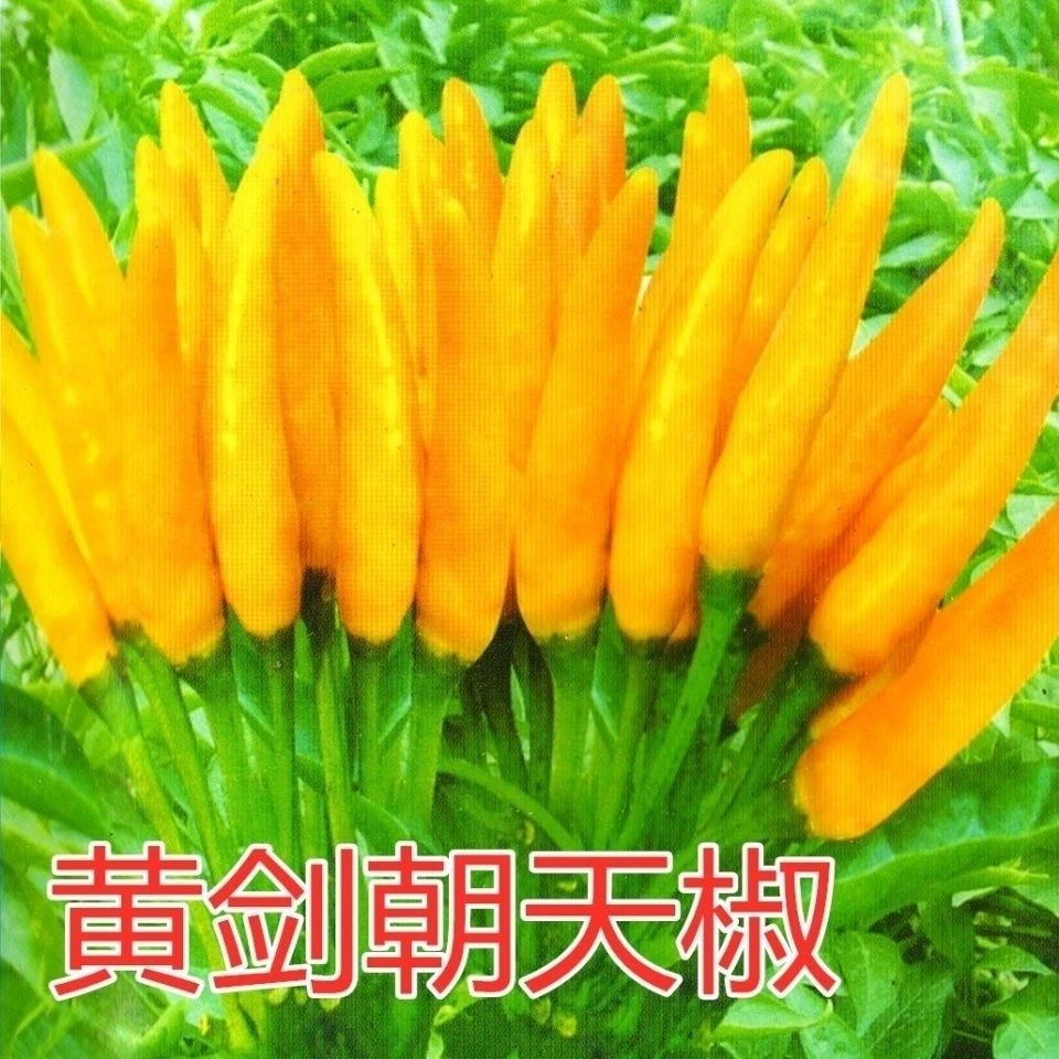 黄剑朝天椒种子黄色小米椒种子泡椒种子朝天椒种子蔬菜种辣椒种子