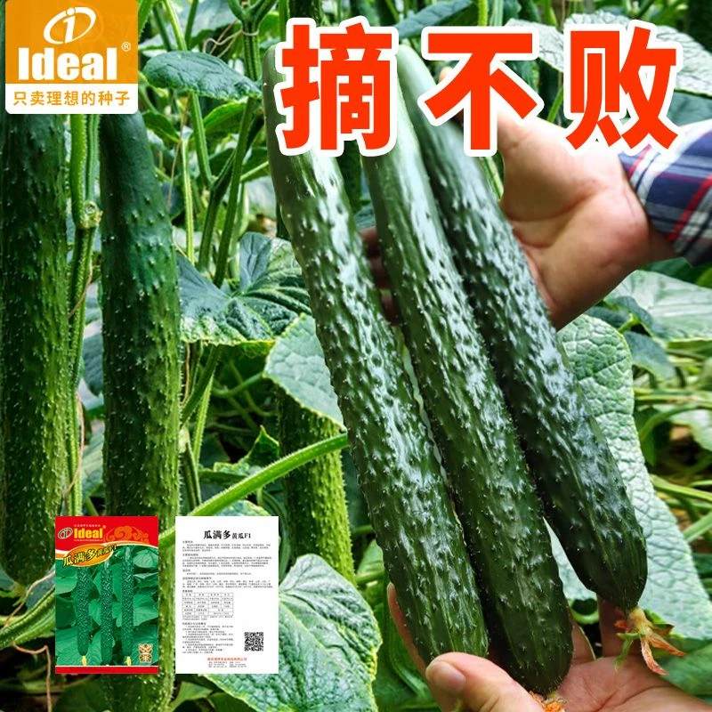 早熟高产绿心水果黄瓜种子种籽大全春四季蔬菜种孑盆栽阳台老品种