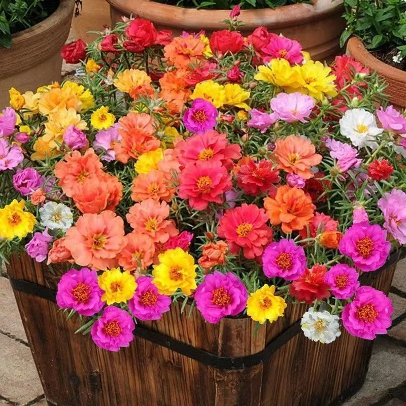 野花组合花种子花四季开花易种活多年生室外庭院波斯菊格桑花种籽