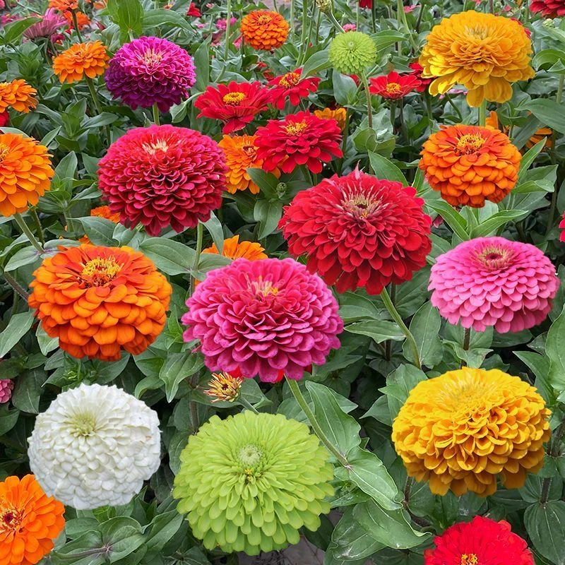 重瓣百日草花籽四季播种开花庭院花籽花卉种孑室外盆栽花种子籽子