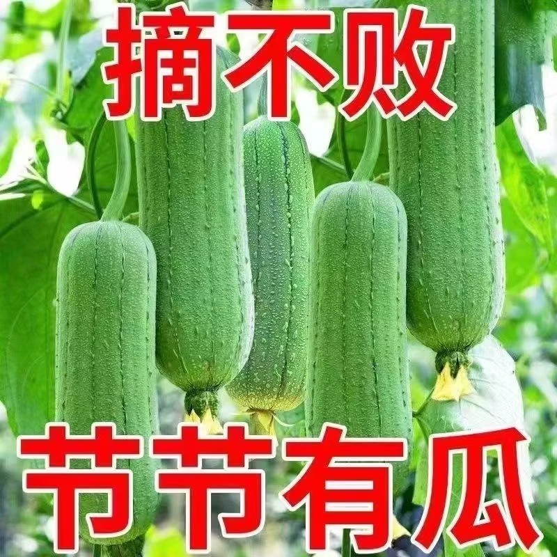 短棒大肉丝瓜种子春夏秋季耐热高产四季菜瓜种籽庭院爬藤蔬菜种孑