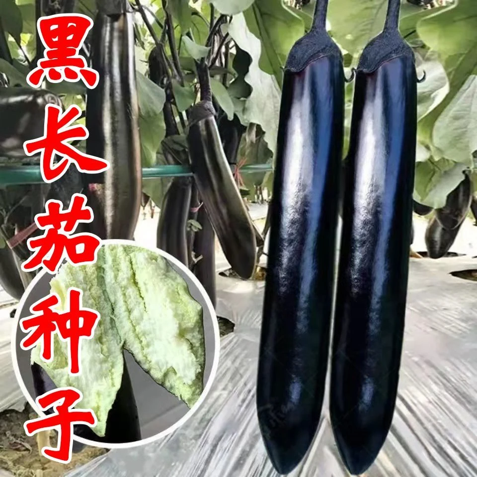 黑贵人长茄种子蔬菜种子大全线茄子种子阳台露天大棚四季种植盆栽
