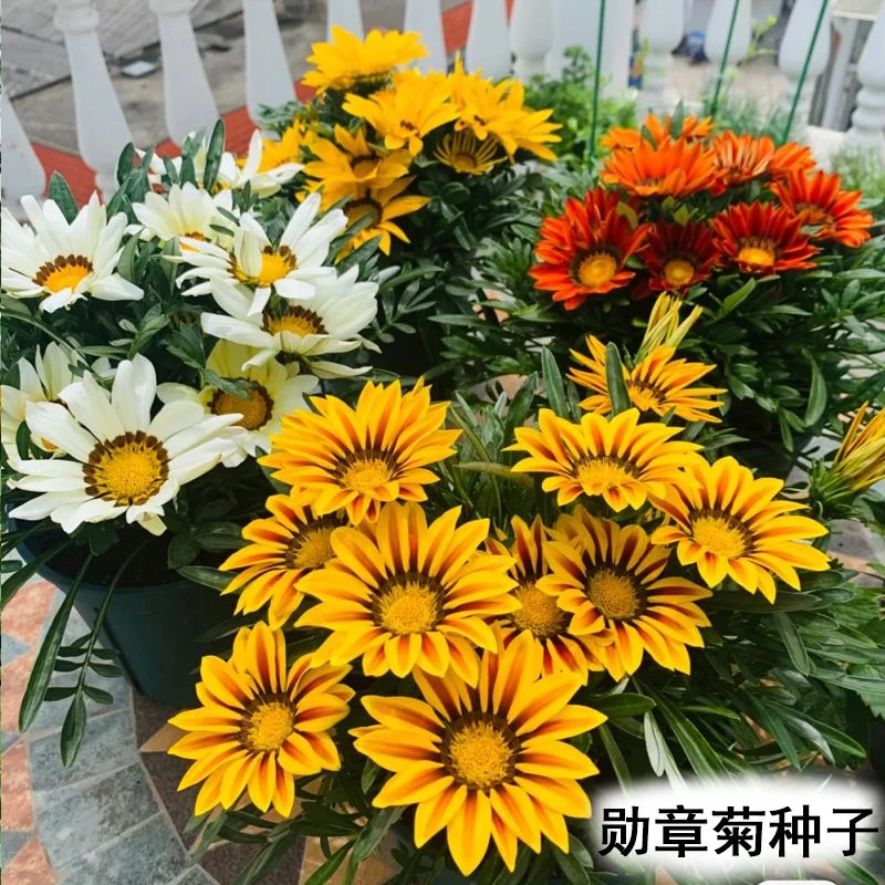 勋章菊花种子四季播种花草盆栽种子非洲菊花阳台庭院观赏盆栽种子
