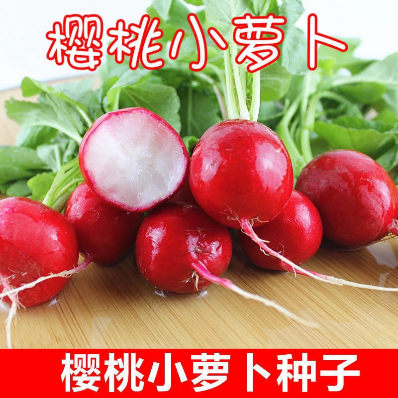 20天速生樱桃萝卜种子经典樱桃小萝卜种籽小萝卜种子红萝卜种子