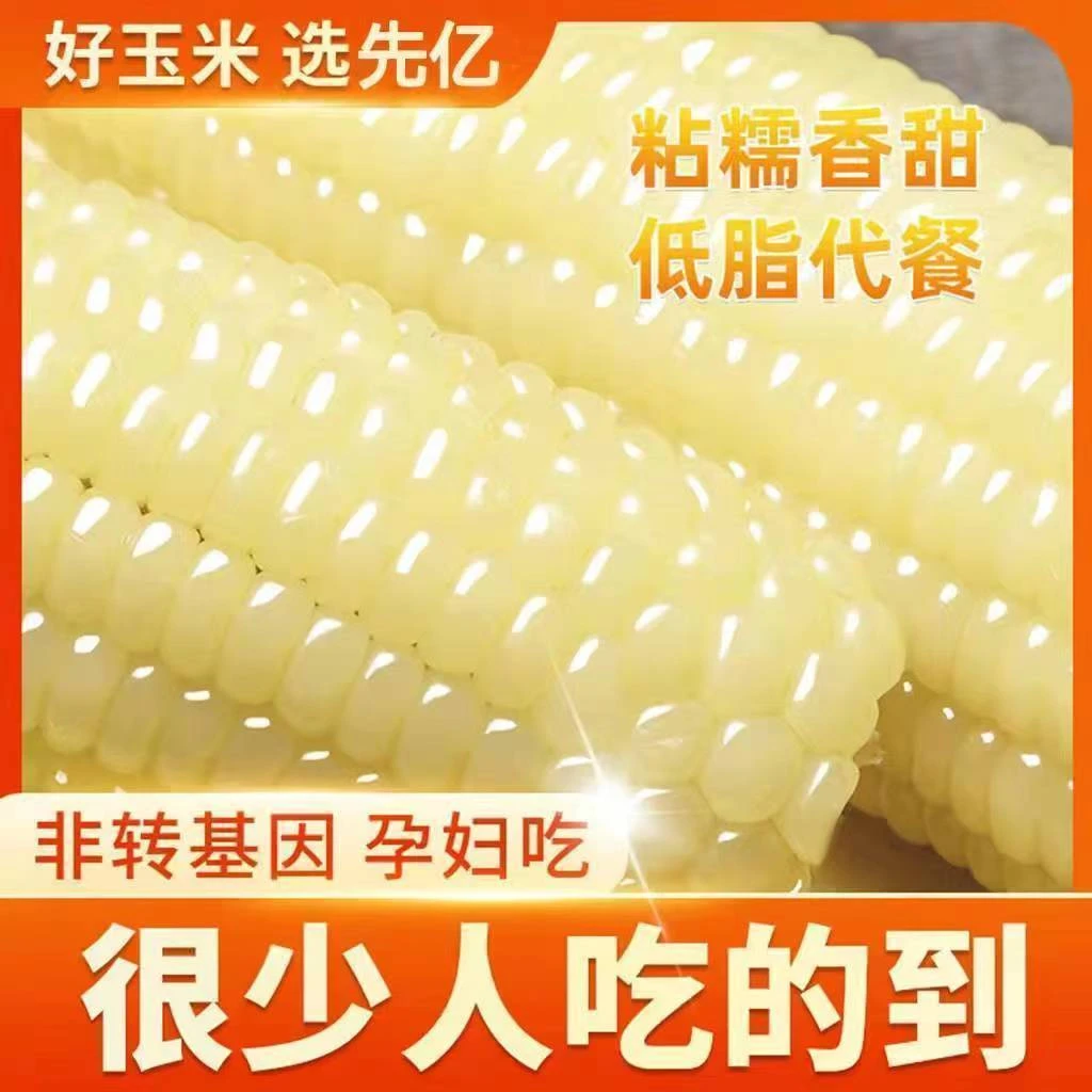 白糯玉米种子原装甜糯型当季新鲜粘糯东北糯玉米即食白色玉米种子