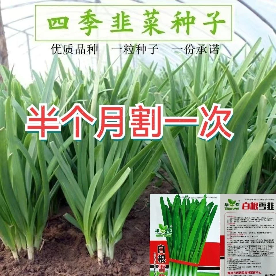 宽叶白根韭菜种子四季高产白韭菜籽庭院阳台盆栽耐寒大叶蔬菜种子