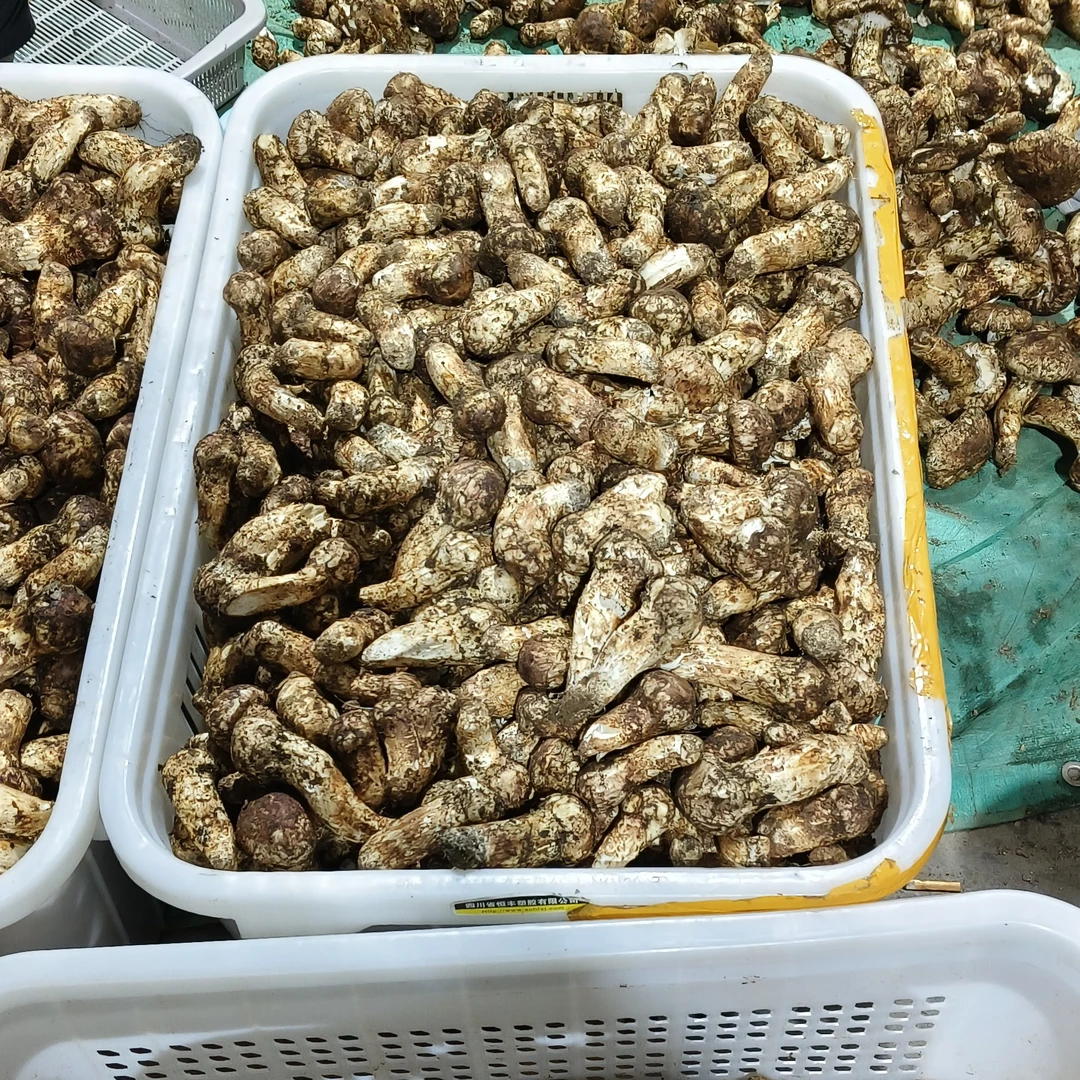 2024年雅江新鲜松茸下山统货，大小都有
