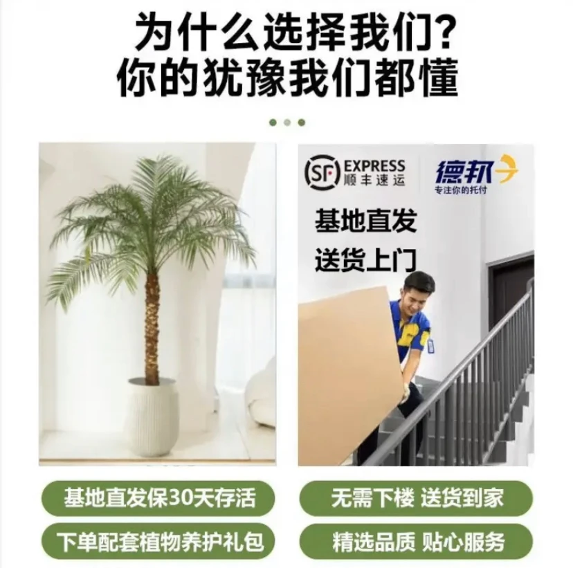 龙鳞树盆栽客厅大型绿植室内办公室好养盆景袖珍椰子美丽针葵