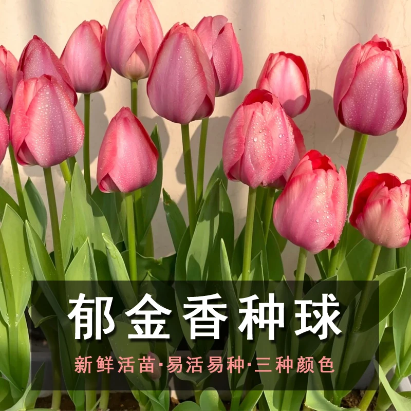 进口郁金香种球花苗粉色水培郁金香种子四季开花室内外阳台盆栽