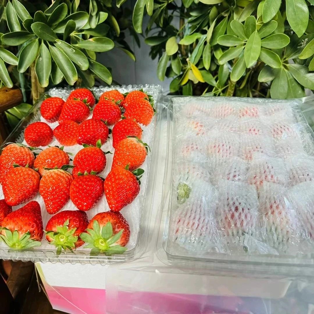 正宗丹东九九草莓红颜草莓产地空运顺丰包邮1.8斤新鲜水果