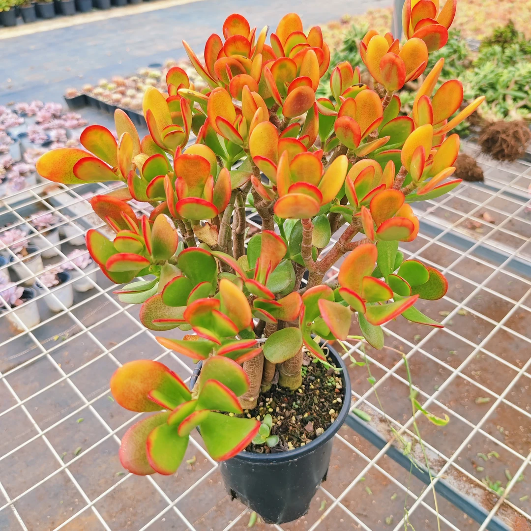 大黄金花月【云贵精品多肉】25-30金黄艳红玉树新手好养一件包邮