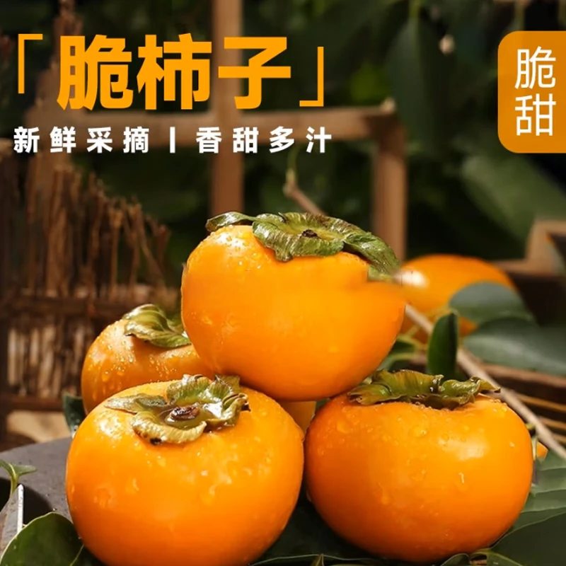 信宜大成北梭脆柿子当季新鲜水果脆甜硬柿子净含量5斤整箱包邮